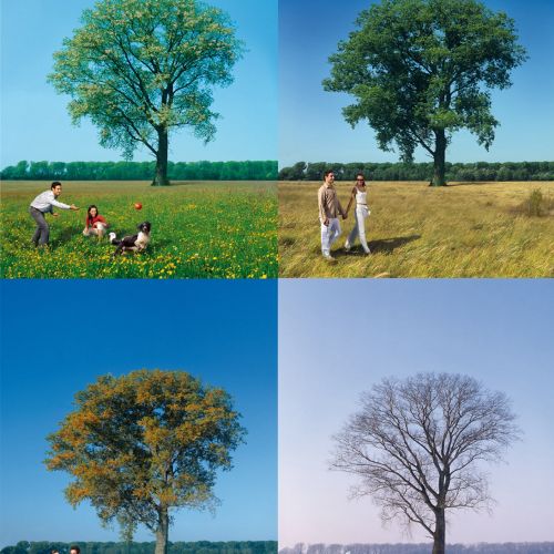 Tree in different seasons
