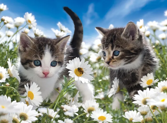 Cute Kittens in flower garden
