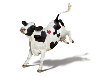 Vaca feliz con símbolo de corazón
