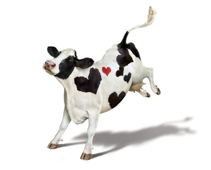 Vache heureuse avec le symbole du coeur