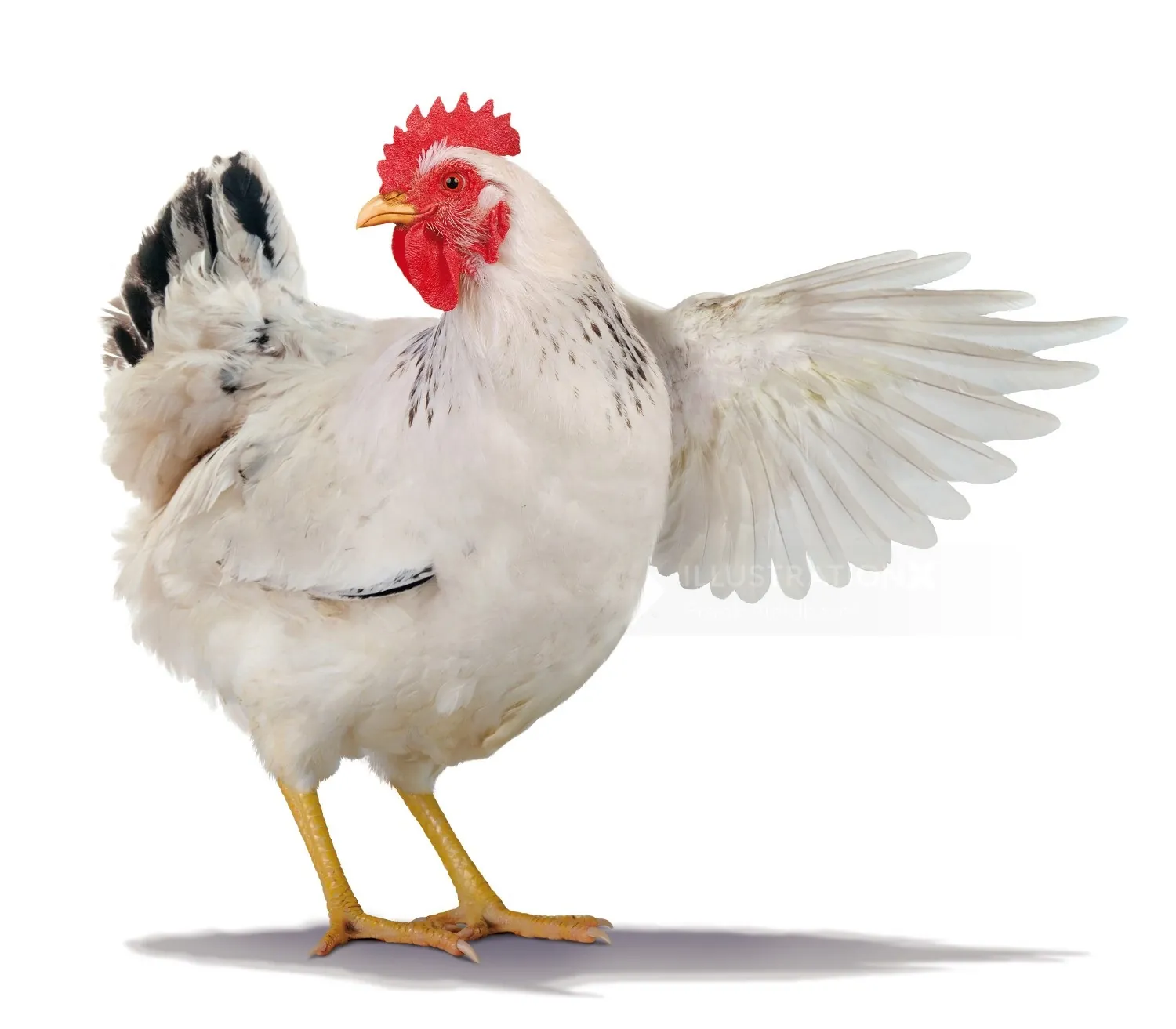 White hen spreading wings, photo by Frank Neidhardt