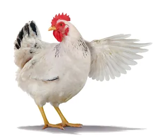 White hen spreading wings, photo by Frank Neidhardt