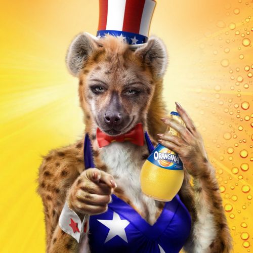Hyena in patriotic costume holding Orangina bottle by Frank Neidhardt