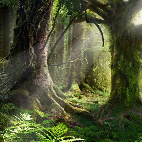Sunlit forest with large mossy trees and green undergrowth by Frank Neidhardt