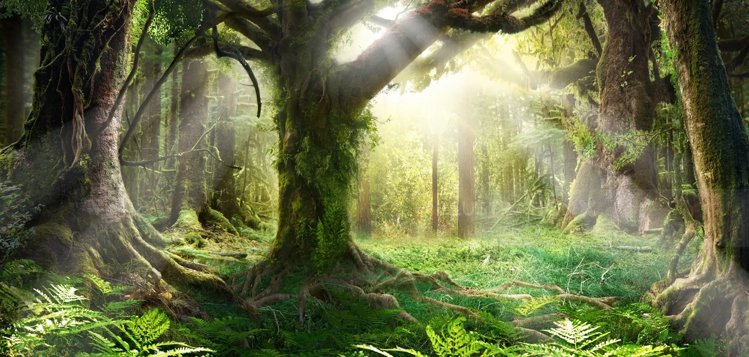 Sunlit forest with large mossy trees and green undergrowth by Frank Neidhardt
