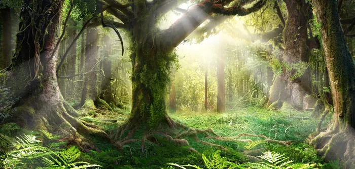 Sunlit forest with large mossy trees and green undergrowth by Frank Neidhardt