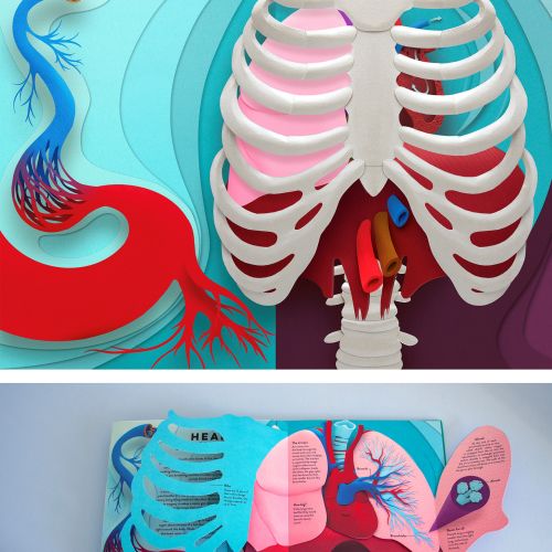 Anatomy illustration of the heart