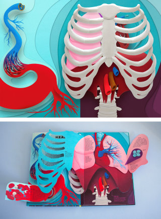 Ilustración de anatomía del corazón.