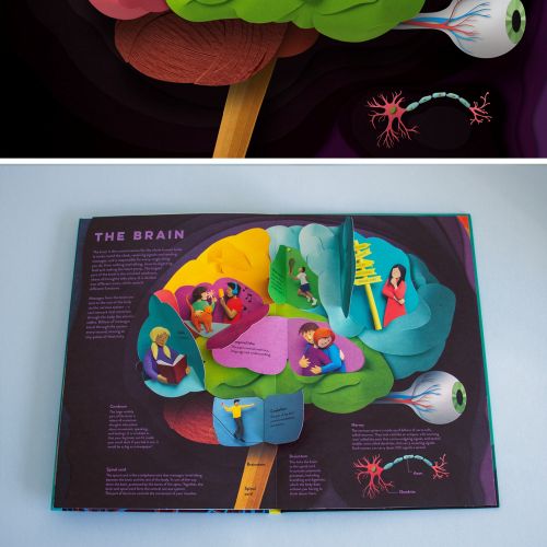 Educating visual depiction of the brain