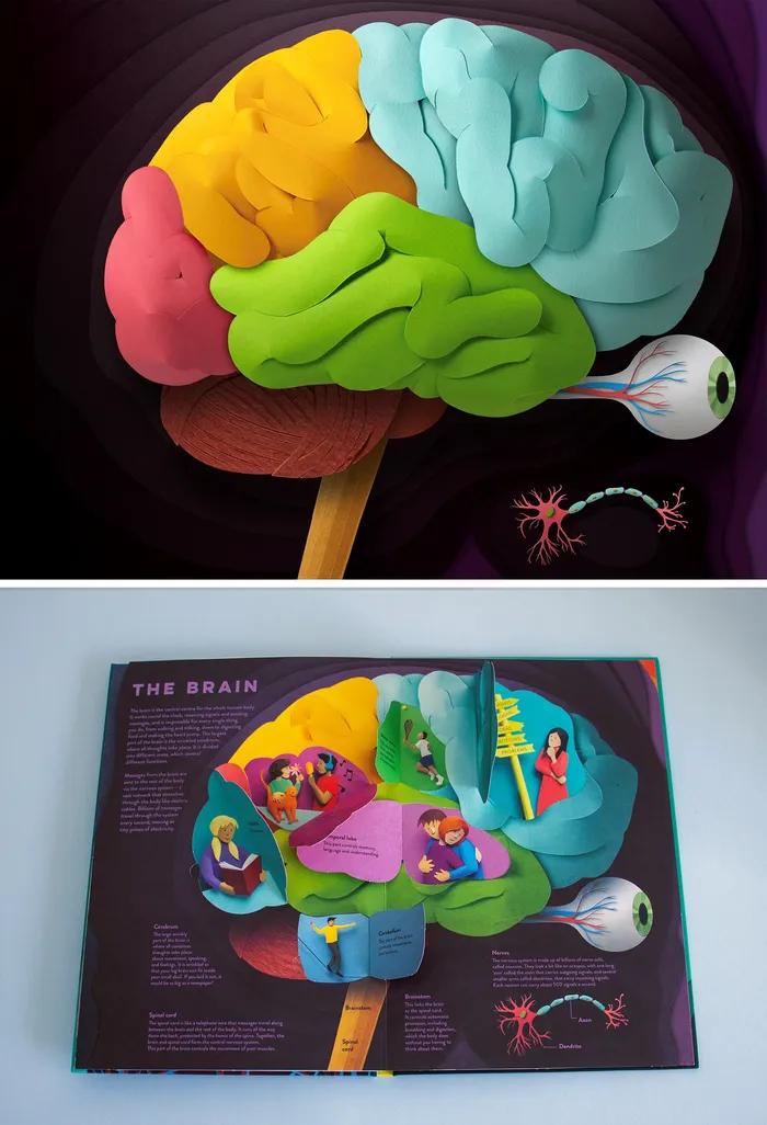 Educating visual depiction of the brain