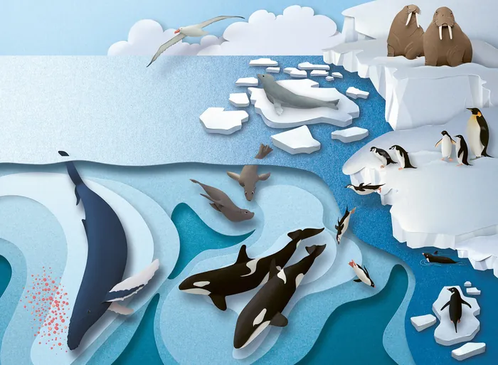 Illustration of Arctic animals including whales, seals, penguins, and walruses on ice