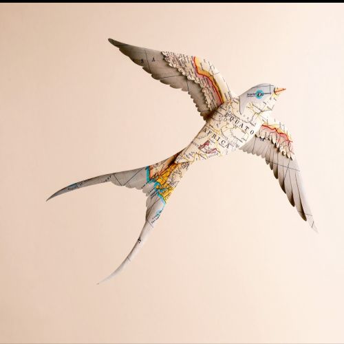 illustration of swallow bird