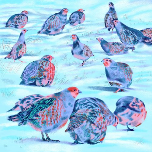 An animal illustration of snowy Partridges