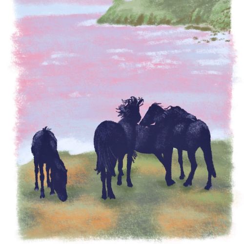 Horses near coastal cliff at sunset by Georgie Stewart