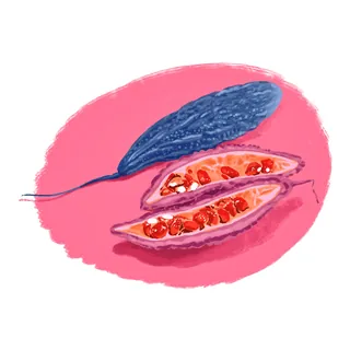 A fresh bitter gourd as a food subject