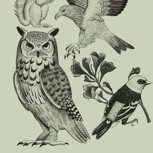 Detailed black and white drawing of owl, squirrel, hawk, and bird by German Gonzalez