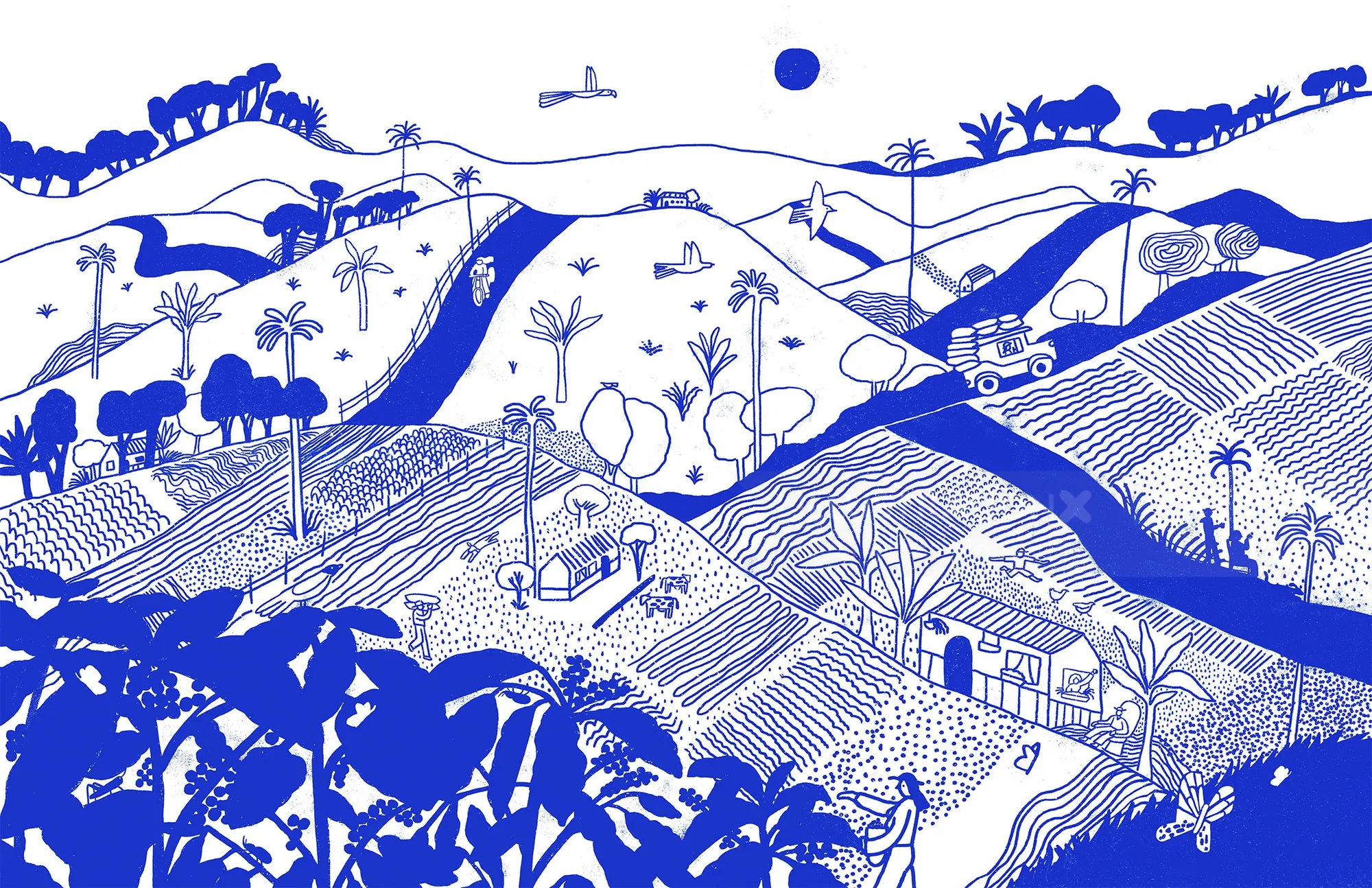 Blue and white illustration of Colombian coffee farm landscape