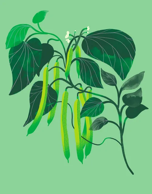 绿豆植株插图，包含叶子和豆荚，作者：Gina Rosas Moncada