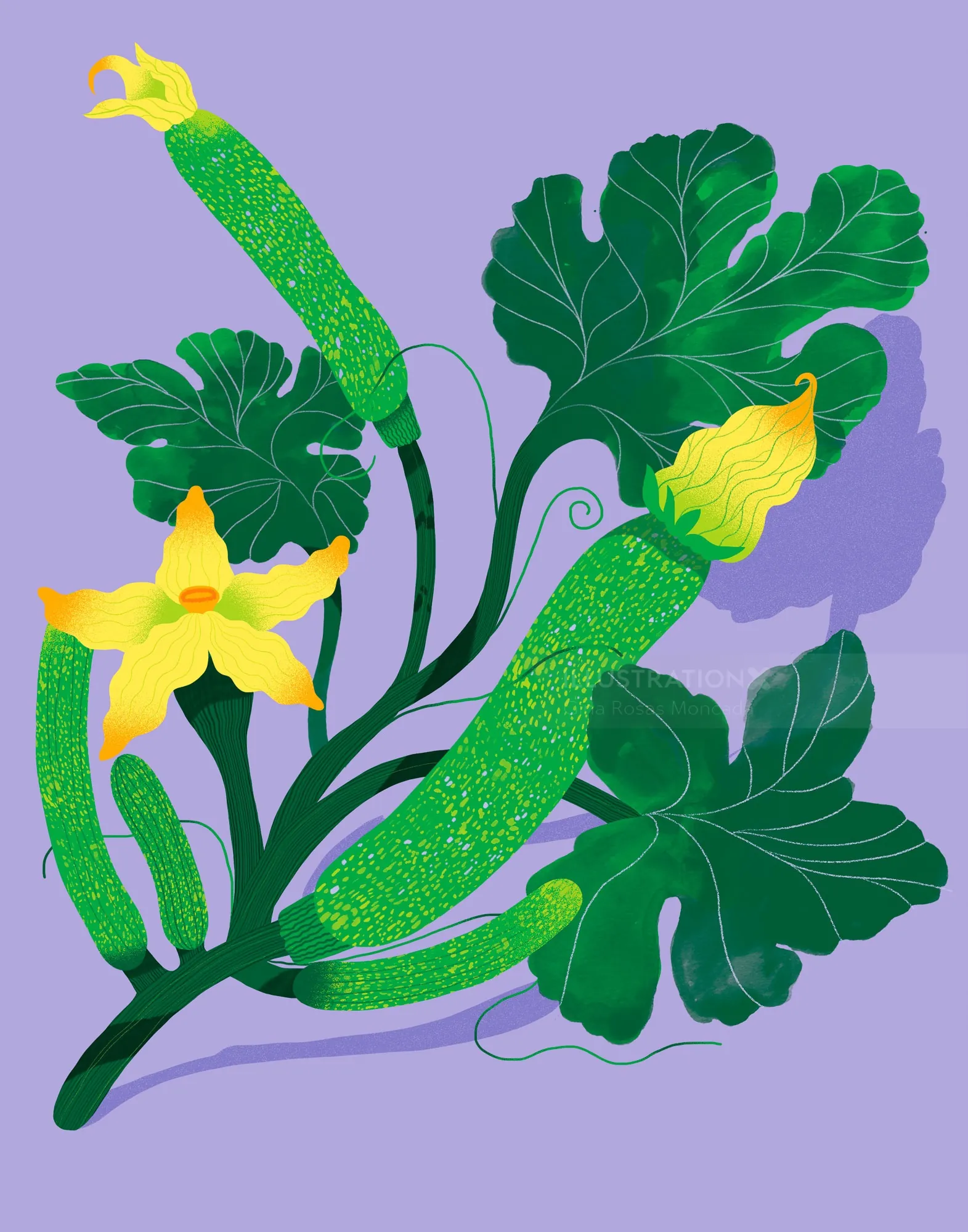 Planta de abobrinha com caules verdes e flores amarelas por Gina Rosas Moncada