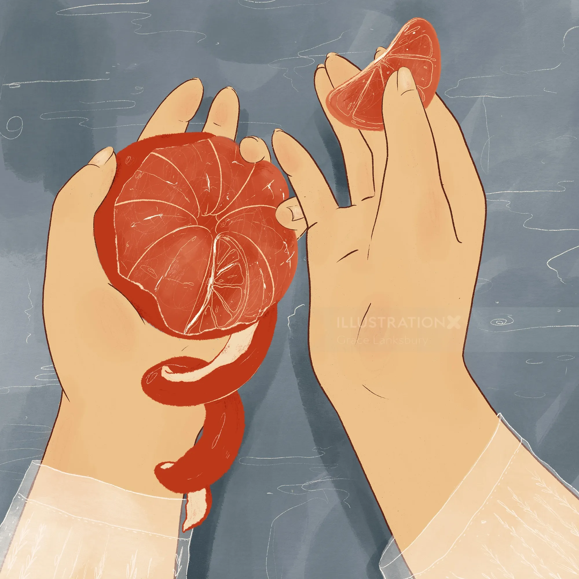 Hands peeling a grapefruit with curled rind illustrated by Grace Lanksbury