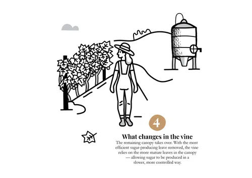 Illustration of vine and farmer showing changes in grape harvesting by Greg Straight