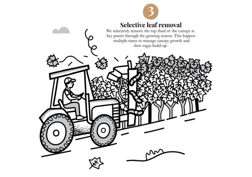 Black and white drawing of tractor spraying crops with driver by Greg Straight
