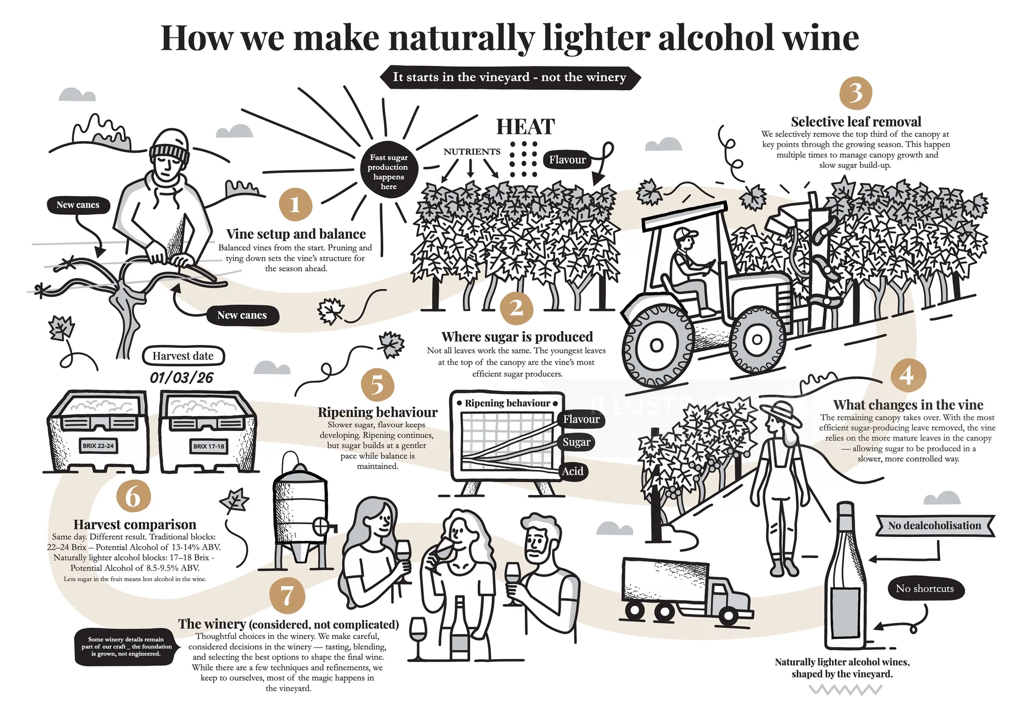 Diagram showing steps to make naturally lighter alcohol wine by Greg Straight