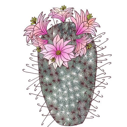 Tall cactus with spines and pink flowers blooming on top