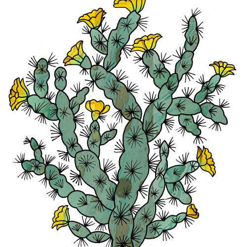 Flowering prickly pear cactus with yellow flowers and green pads