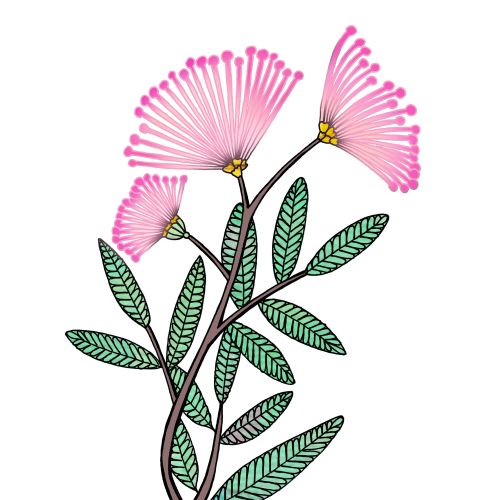 Pink powder puff flowers with green leaves on a branch illustration