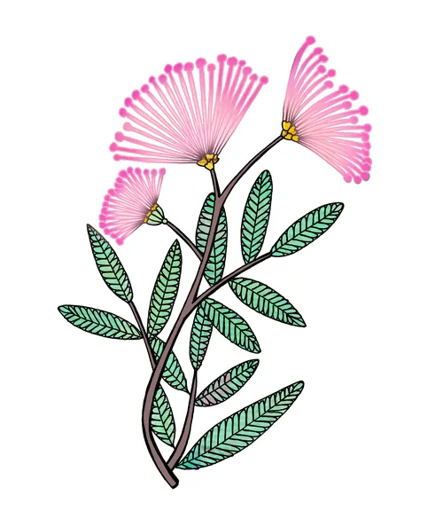 Pink powder puff flowers with green leaves on a branch illustration