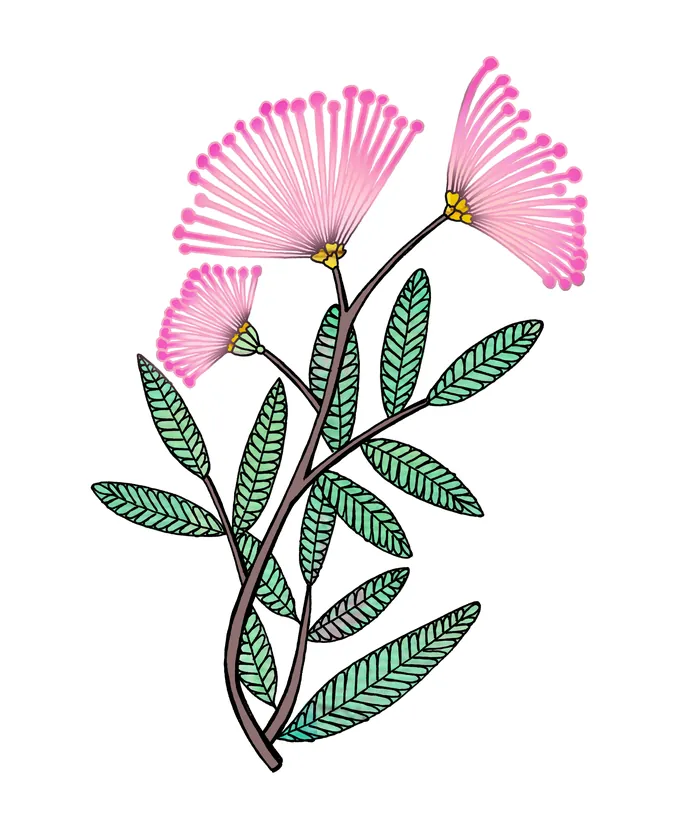 Pink powder puff flowers with green leaves on a branch illustration