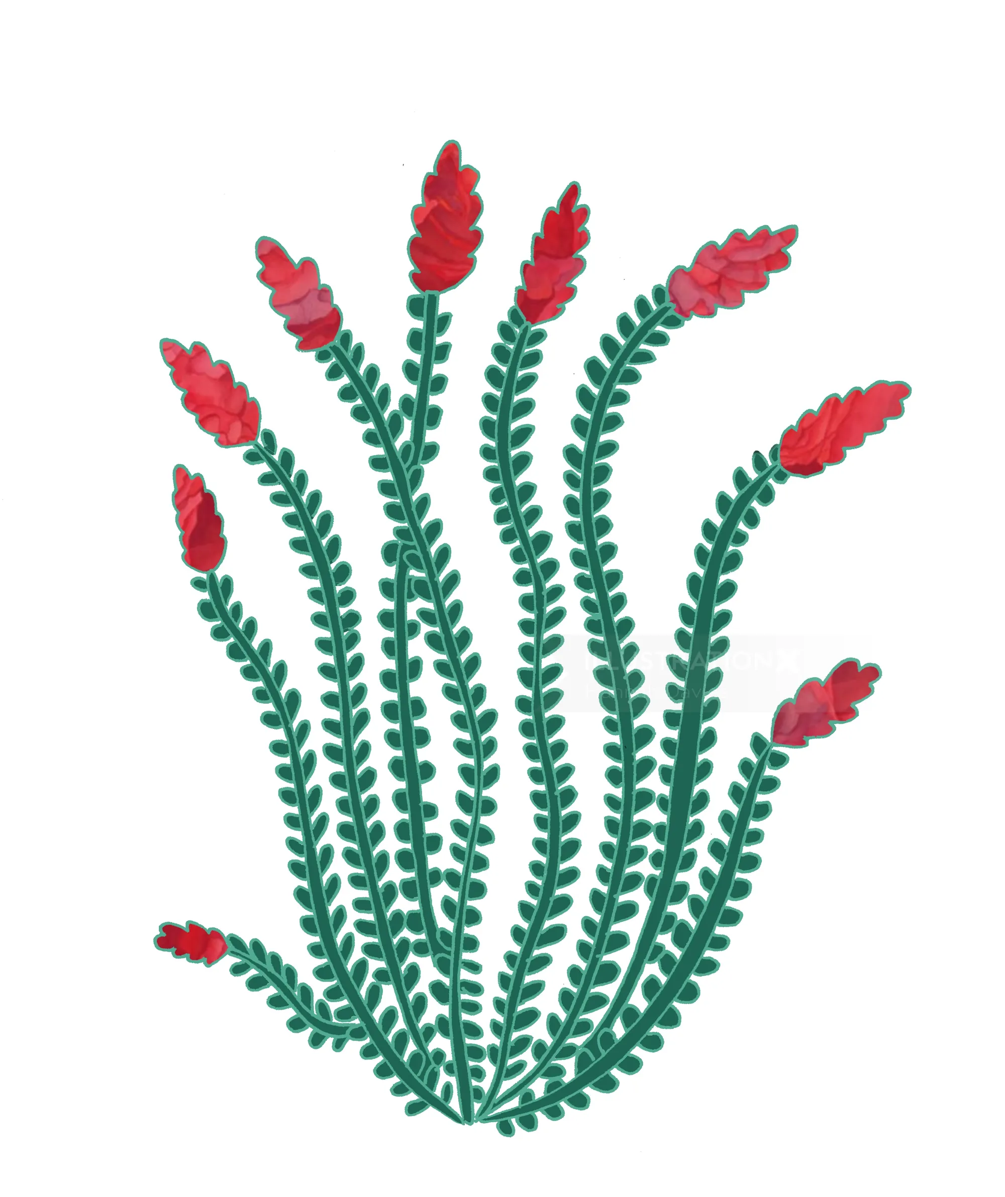 Green plant with long leaves and red flower clusters