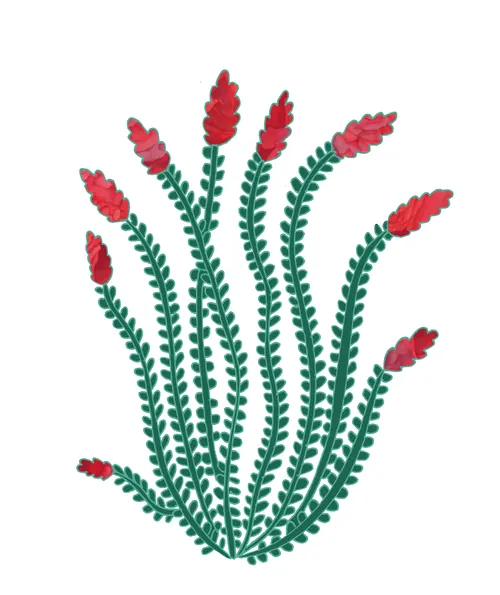 Green plant with long leaves and red flower clusters