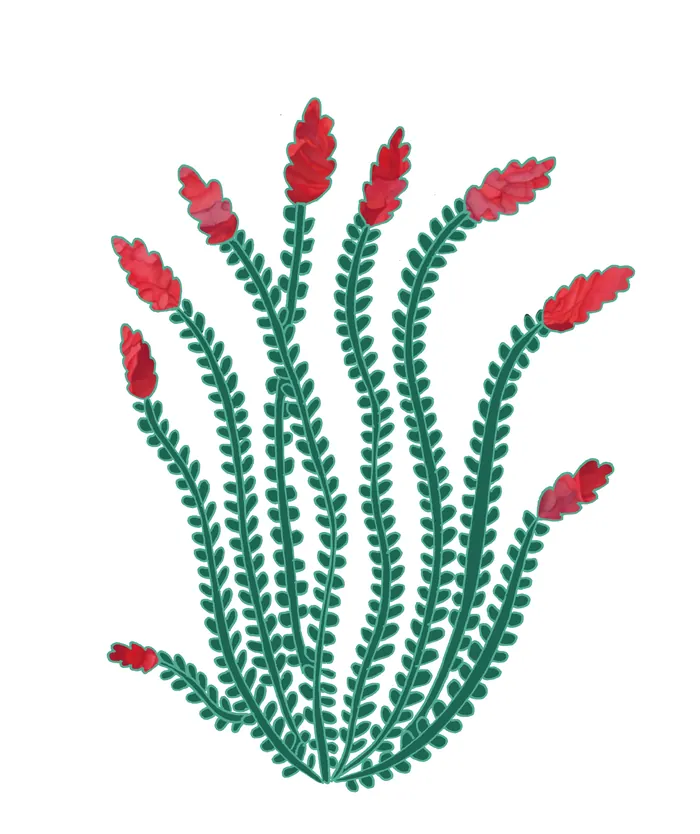 Green plant with long leaves and red flower clusters
