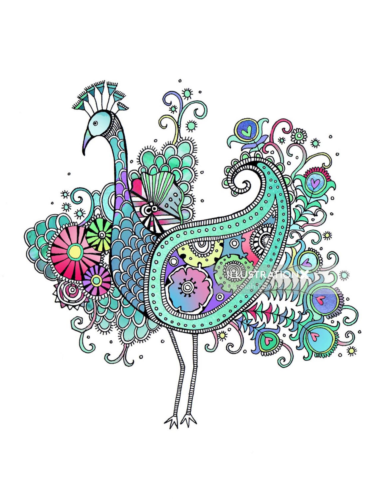 Ilustração de pavão por Hannah Davies