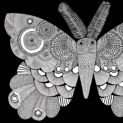 Moth illustration by Davies hannah