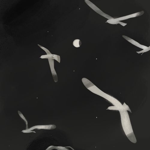 Black and white illustration of birds in night 