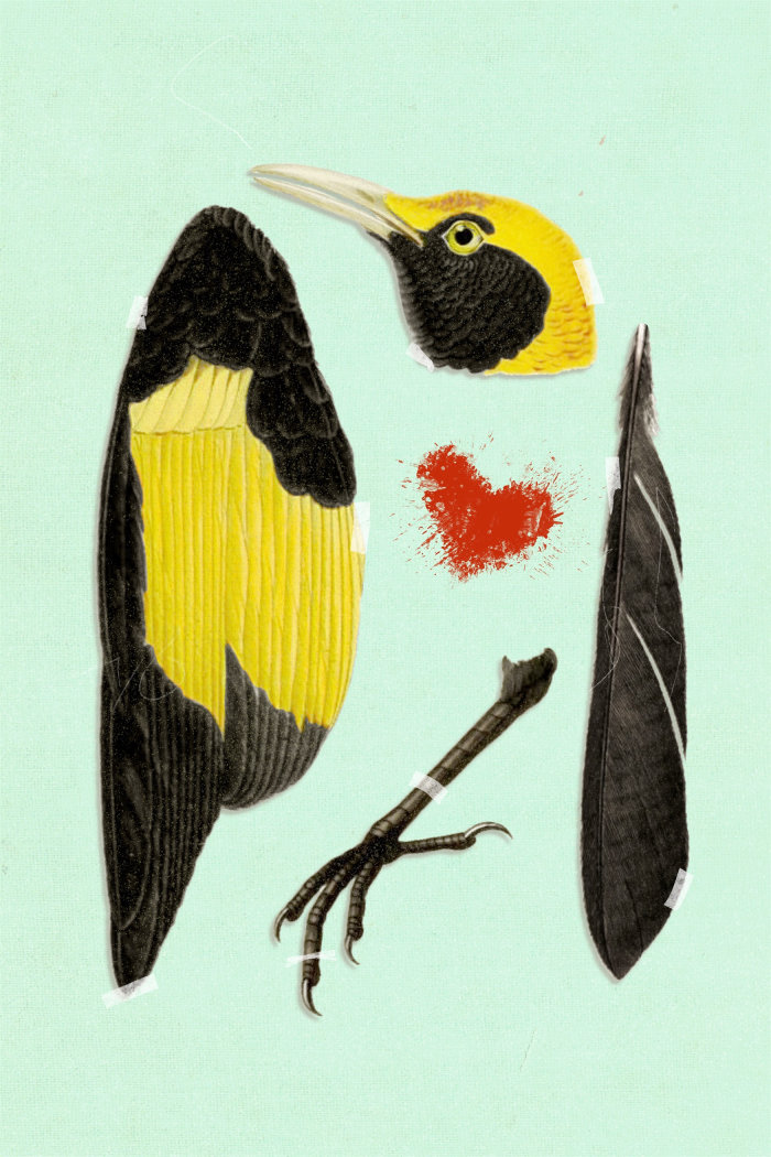 Beautiful Murder illustration of bird by Heather Landis 