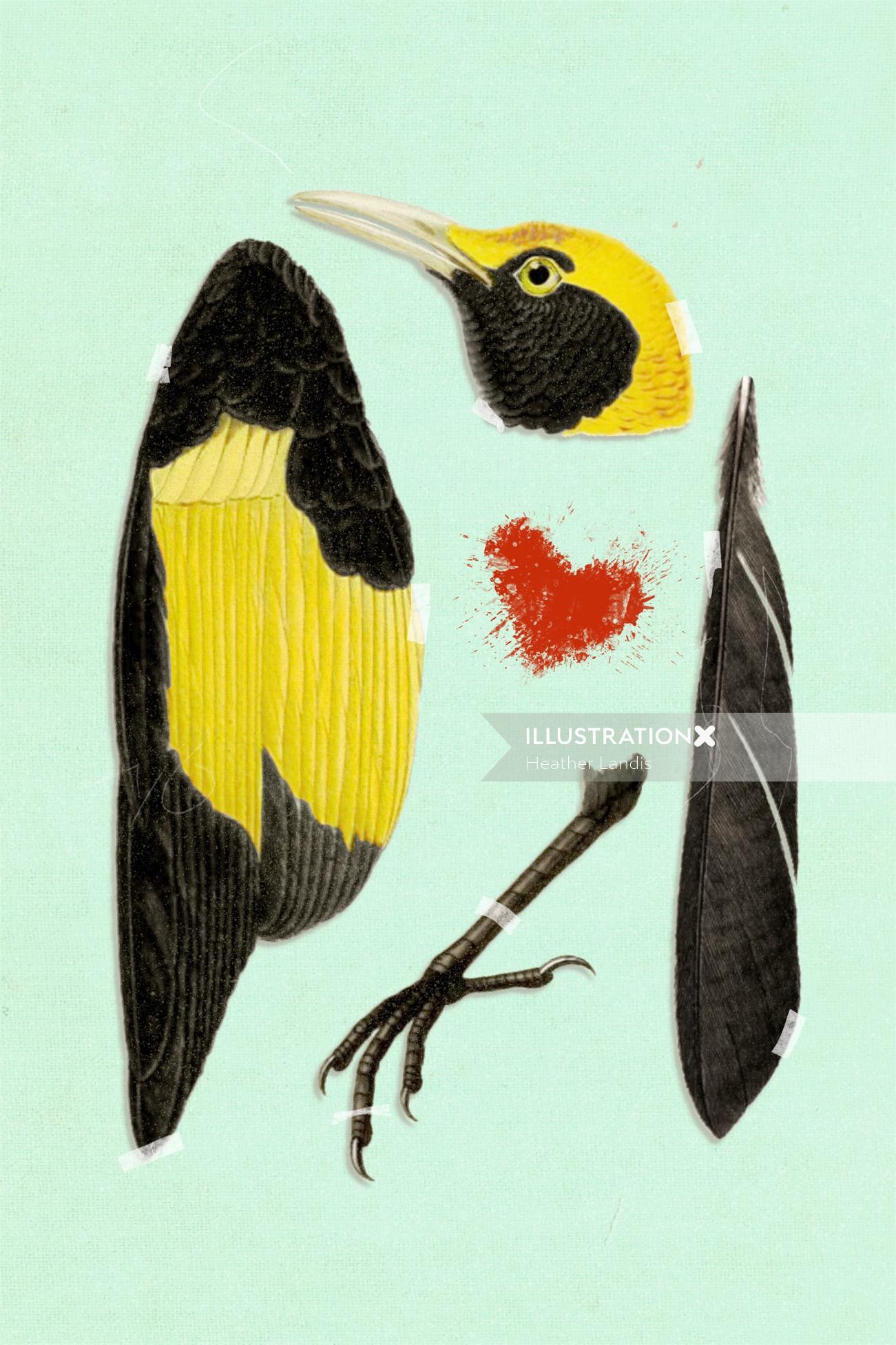 Bela ilustração de assassinato de pássaro por Heather Landis