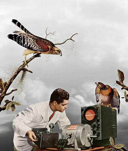 Homme écoutant des oiseaux battre l&#39;illustration par Heather Landis