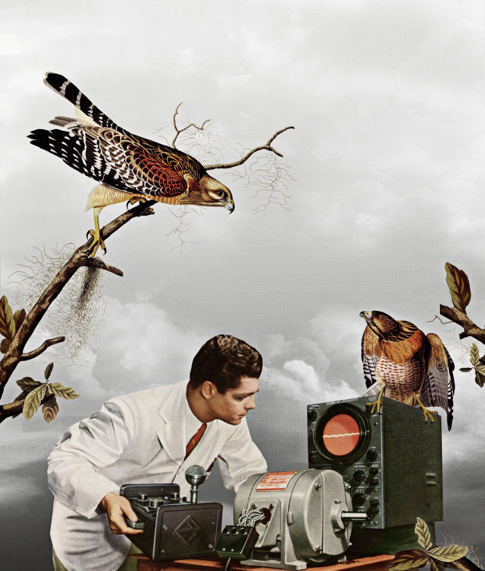 Homem ouvindo pássaros batem ilustração de Heather Landis