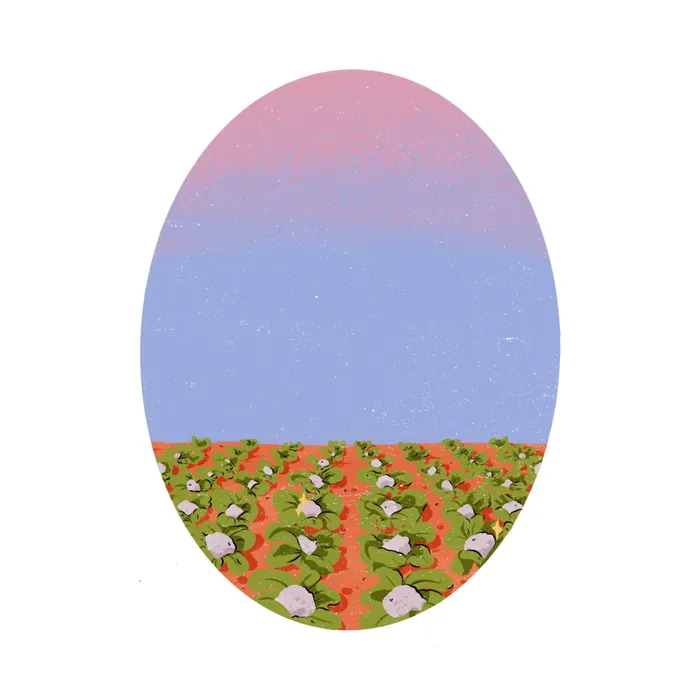Cotton field with green plants and white cotton bolls under a pink and blue sky