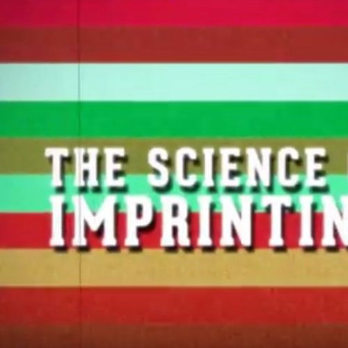 2D animation of the science of imprinting