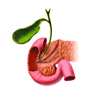Órgano de estómago médico de representación 3d / CGI