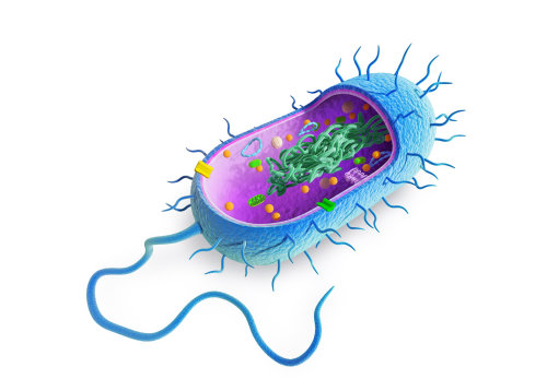 Cellule bactérienne médicale en coupe
