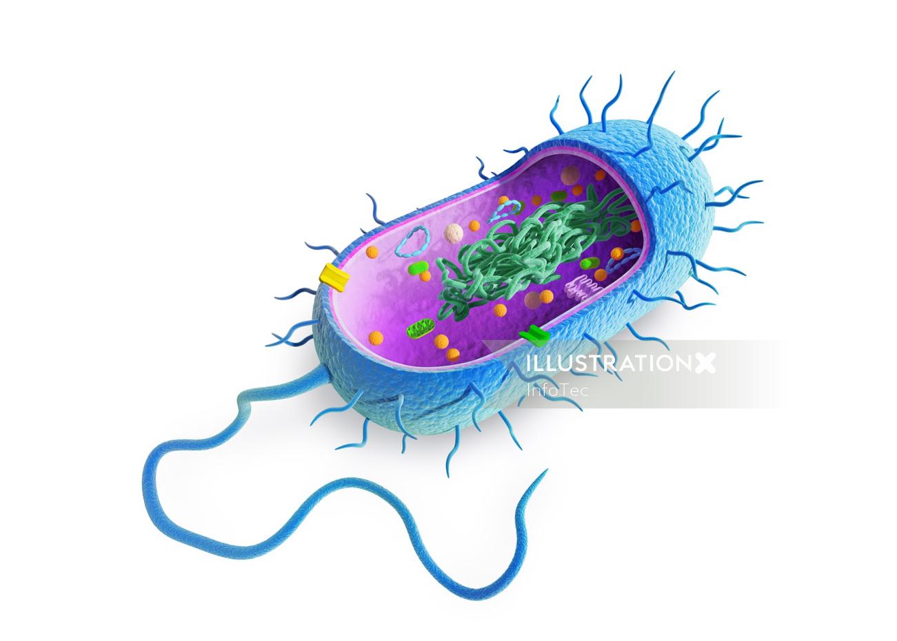 Medical cutaway bacterial cell
