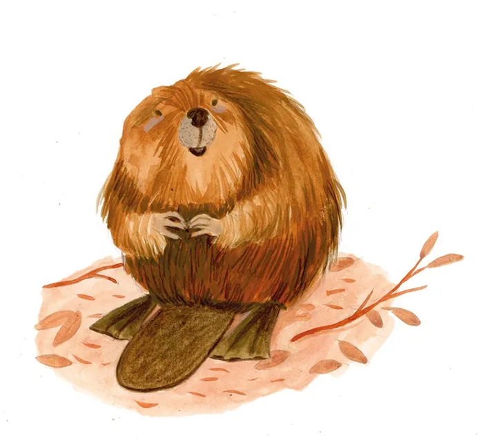 Animals Beaver in wild