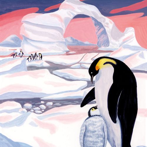 artic, wildlife nature, Penguin, snow, ecology,