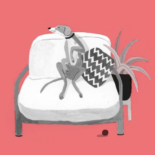 Gray dog sitting on white armchair with zigzag pillow and nearby plant